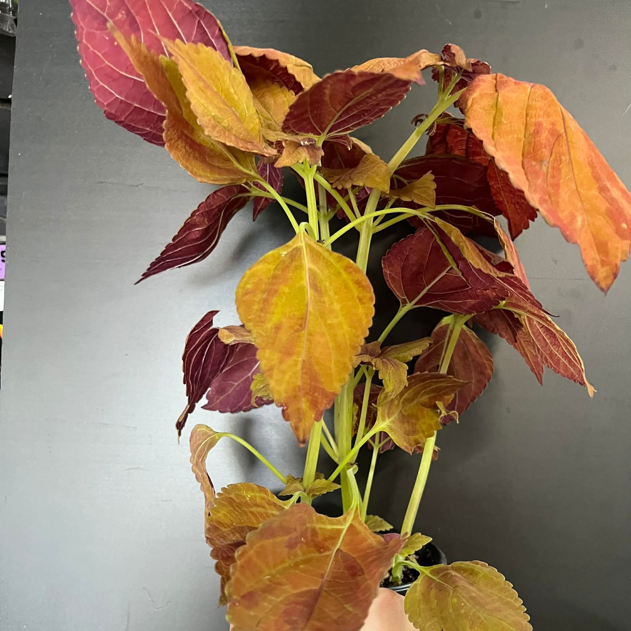 Magazoo Coleus Scutellarioides 'Fairway Orange' Plant 10cm