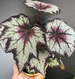 Magazoo Plante Begonia Rex 'Silver Spirit' 10cm