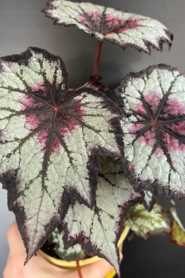 Magazoo Begonia Rex 'Silver Spirit' Plant 10cm