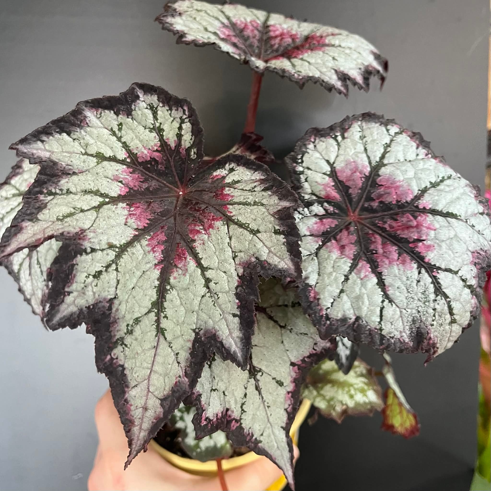 Magazoo Plante Begonia Rex 'Silver Spirit' 10cm
