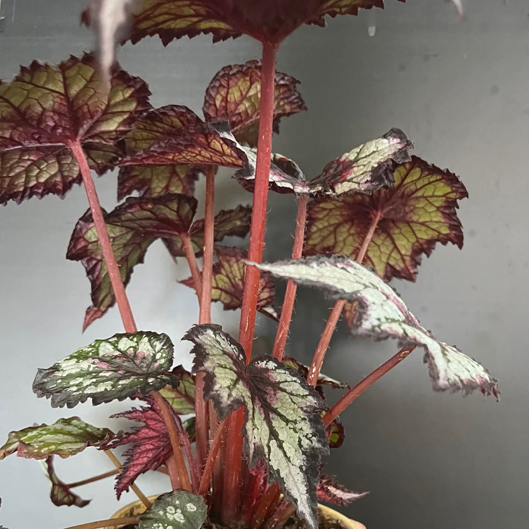 Magazoo Plante Begonia Rex 'Silver Spirit' 10cm