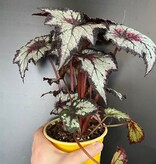 Magazoo Plante Begonia Rex 'Silver Spirit' 10cm