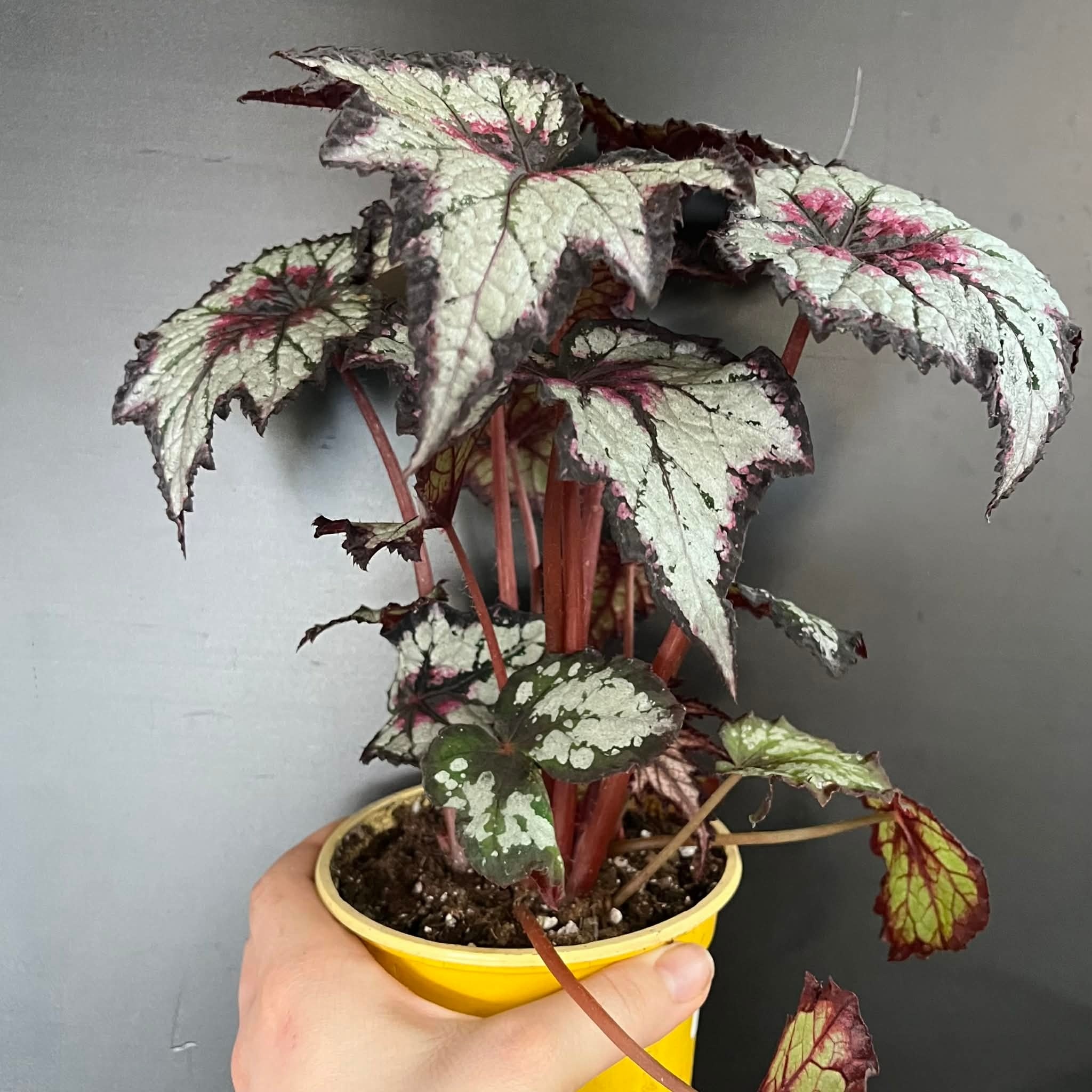 Magazoo Plante Begonia Rex 'Silver Spirit' 10cm