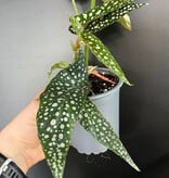 Magazoo Plante Begonia Maculata 'Silverspot'