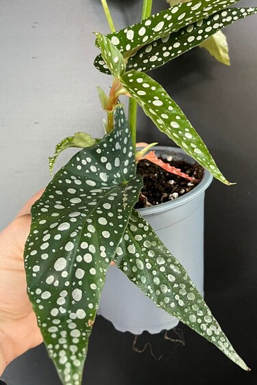 Magazoo Plante Begonia Maculata 'Silverspot'