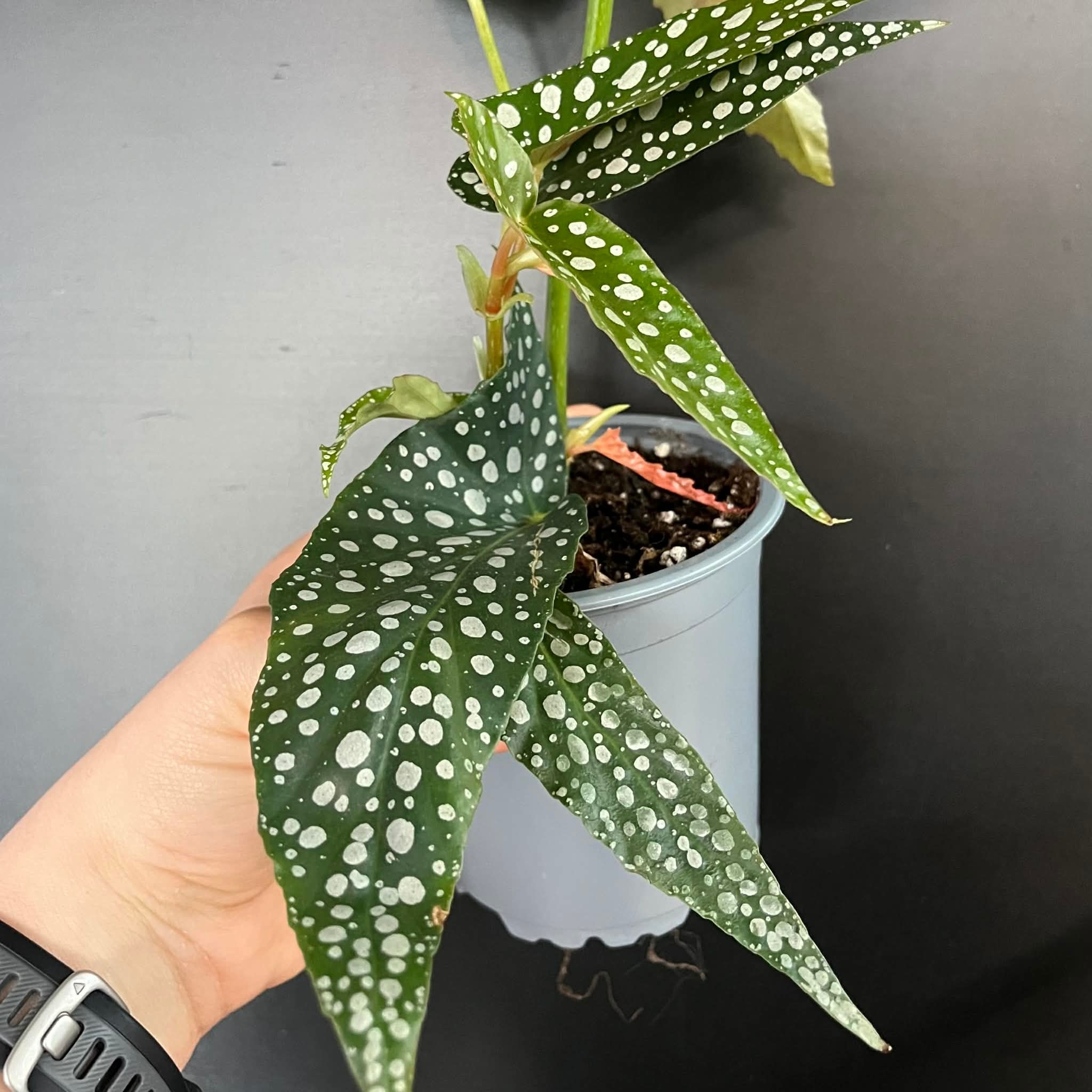Magazoo Begonia Maculata 'Silverspot' Plant