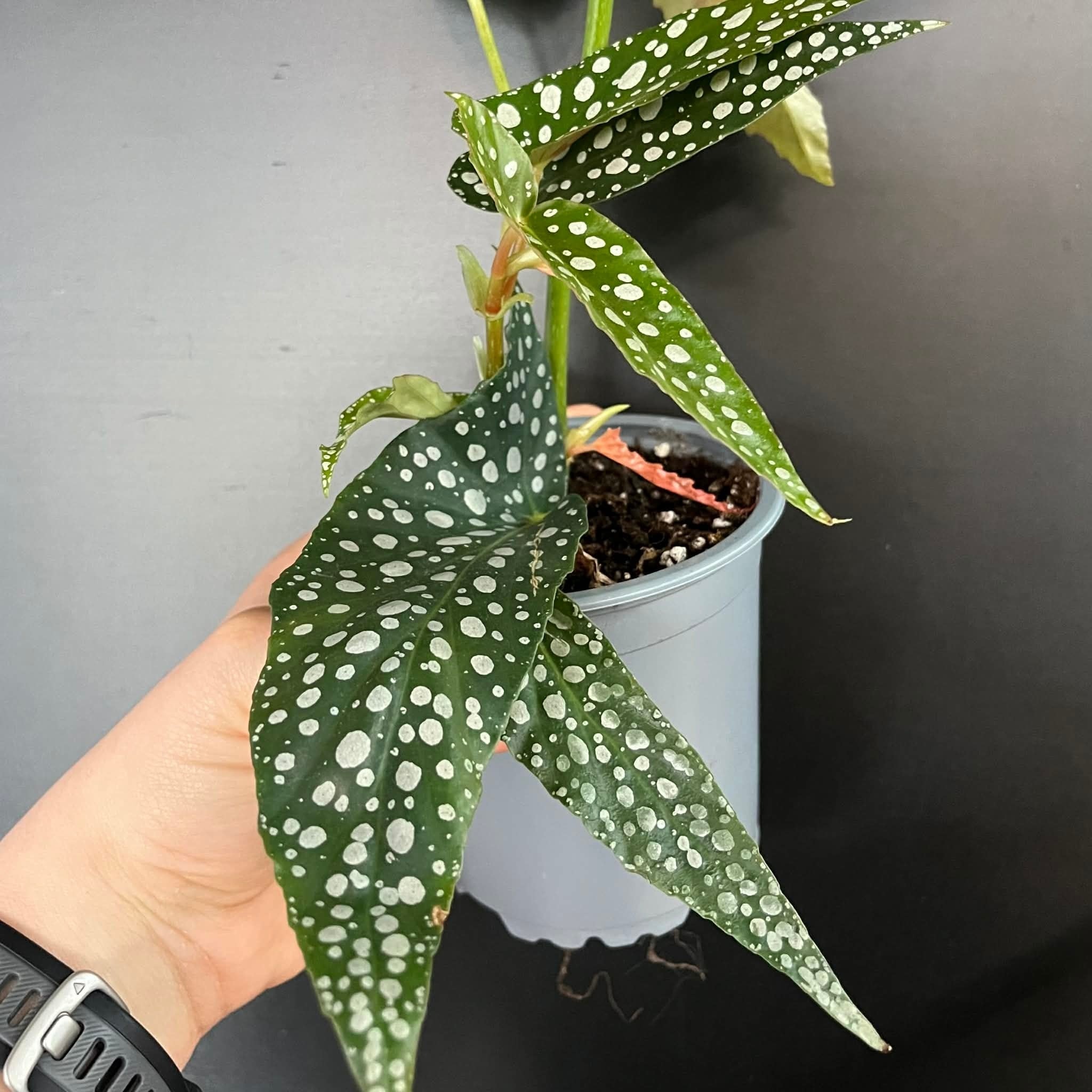 Magazoo Plante Begonia Maculata 'Silverspot'
