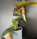 Magazoo Plante Begonia Maculata 'Silverspot'