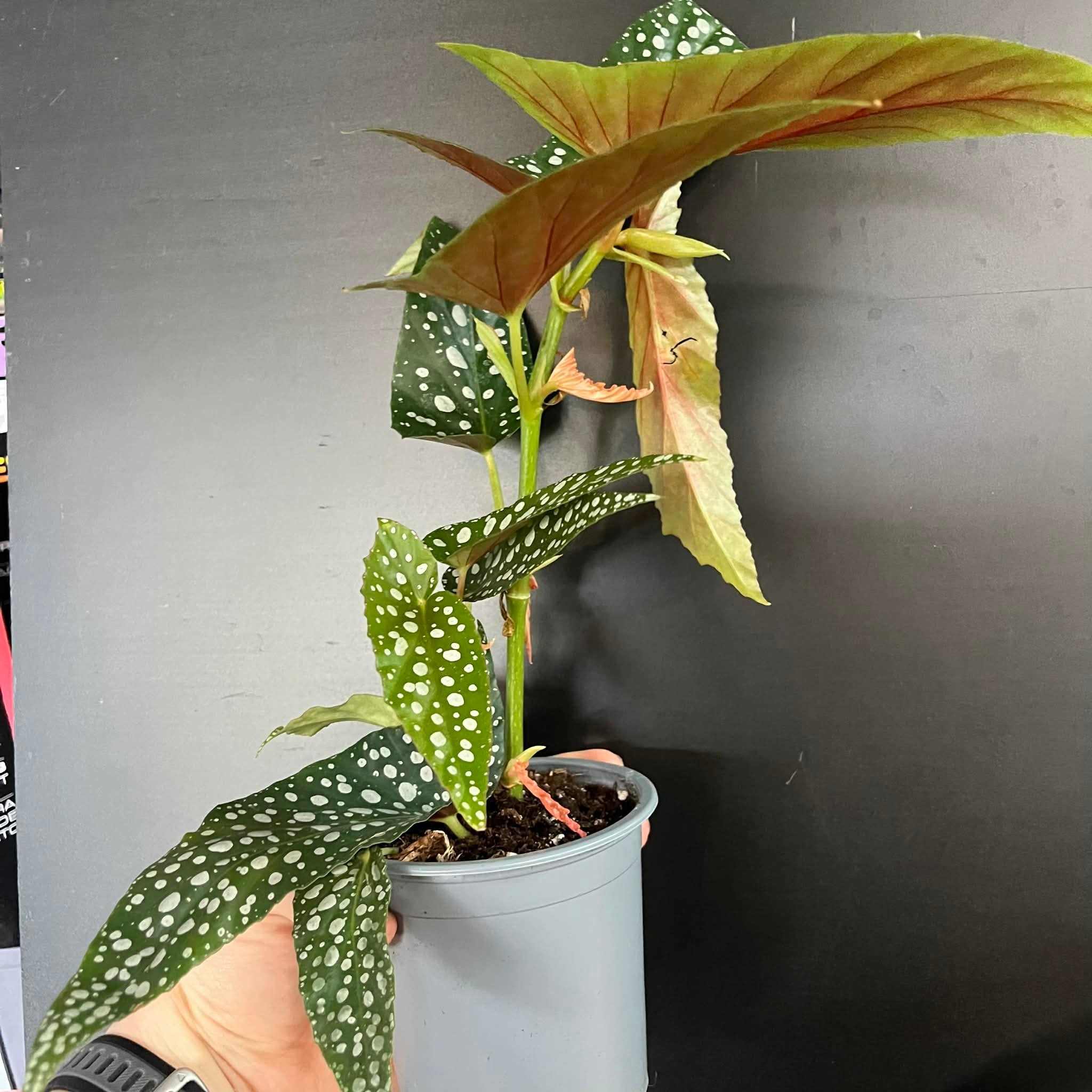 Magazoo Begonia Maculata 'Silverspot' Plant