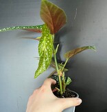 Magazoo Begonia Maculata 'Silverspot' Plant