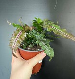 Magazoo Pteris Quadriaurita 'Tricolor' Plant