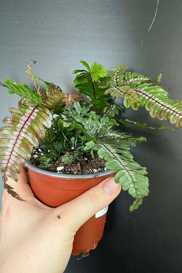Magazoo Plante Pteris Quadriaurita 'Tricolor'