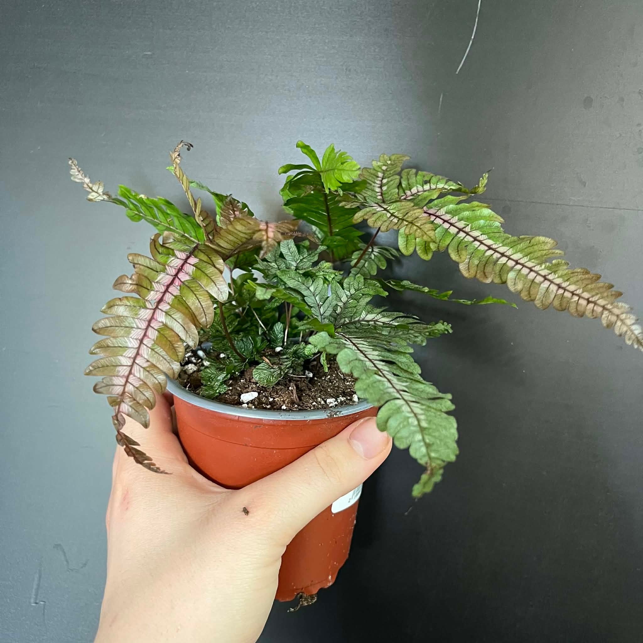 Magazoo Plante Pteris Quadriaurita 'Tricolor'