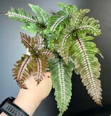 Magazoo Pteris Quadriaurita 'Tricolor' Plant