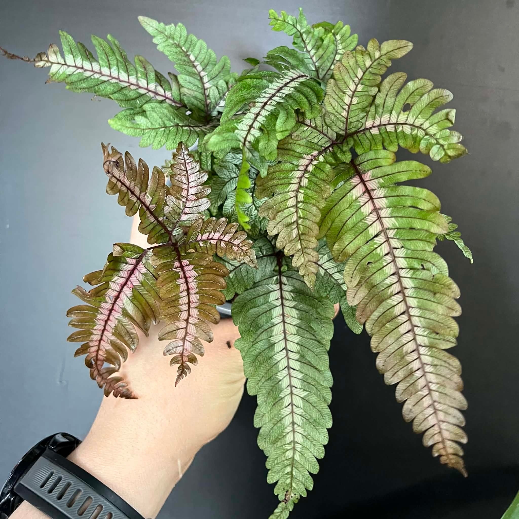 Magazoo Plante Pteris Quadriaurita 'Tricolor'