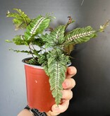 Magazoo Pteris Quadriaurita 'Tricolor' Plant