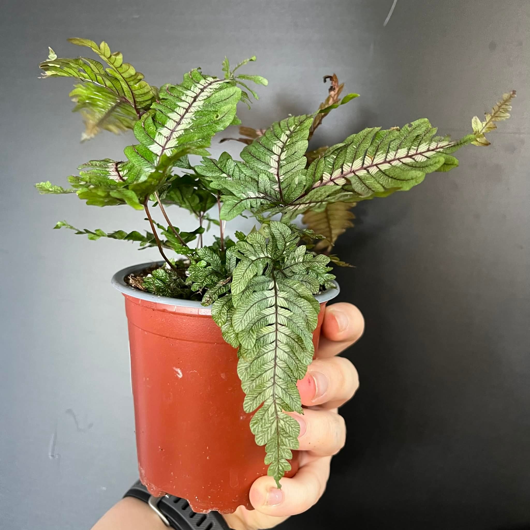 Magazoo Pteris Quadriaurita 'Tricolor' Plant