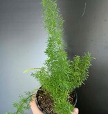 Magazoo Plante Asparagus Densiflorus 'Meyersii' | Fougère Foxtail 9cm