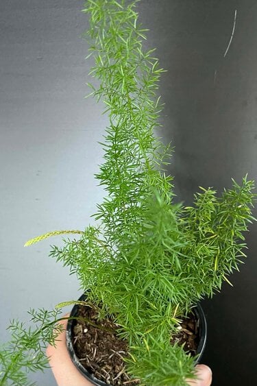 Magazoo Plante Asparagus Densiflorus 'Meyersii' | Fougère Foxtail 9cm