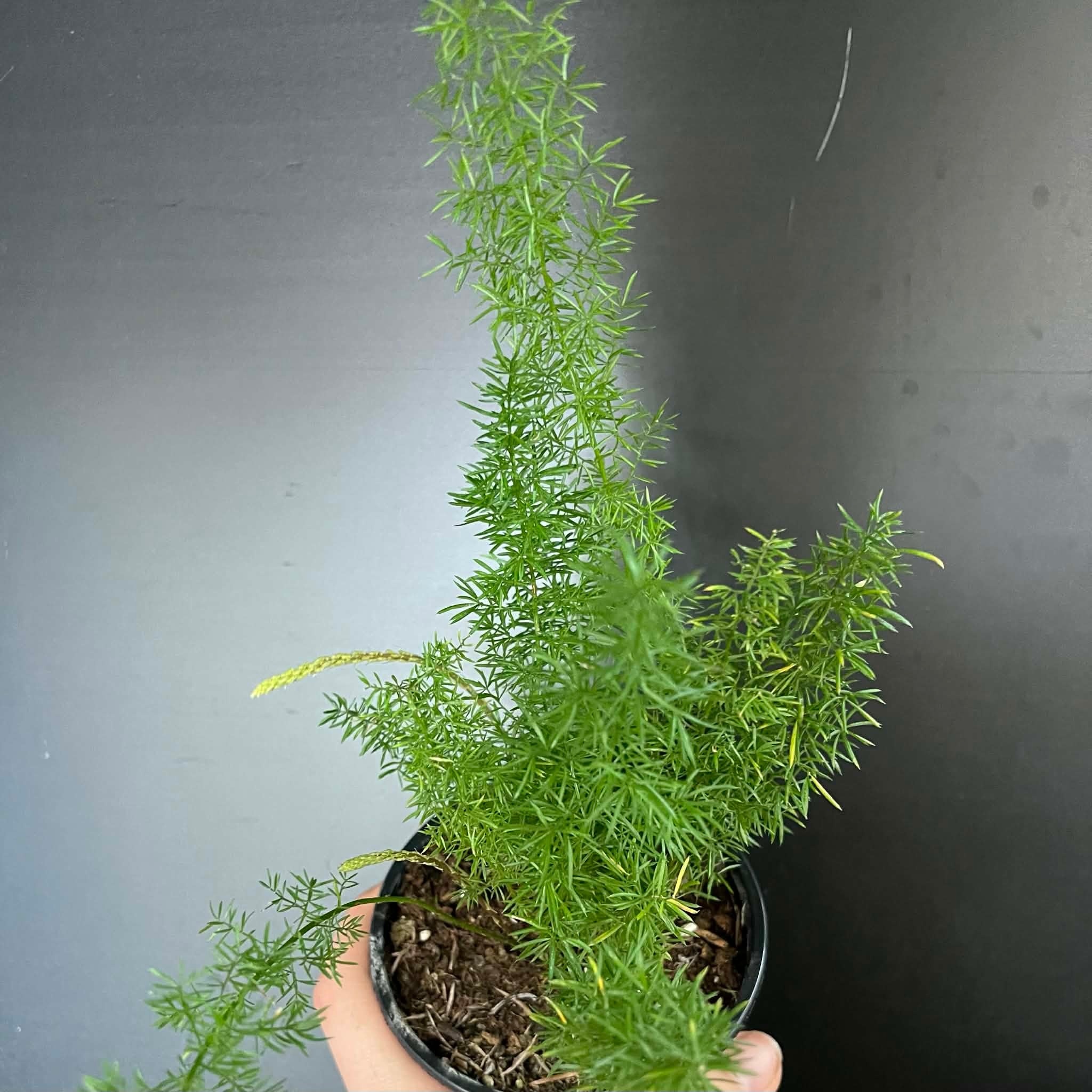 Magazoo Asparagus Densiflorus 'Meyersii' Plant | Foxtail Fern