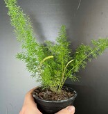 Magazoo Asparagus Densiflorus 'Meyersii' Plant | Foxtail Fern