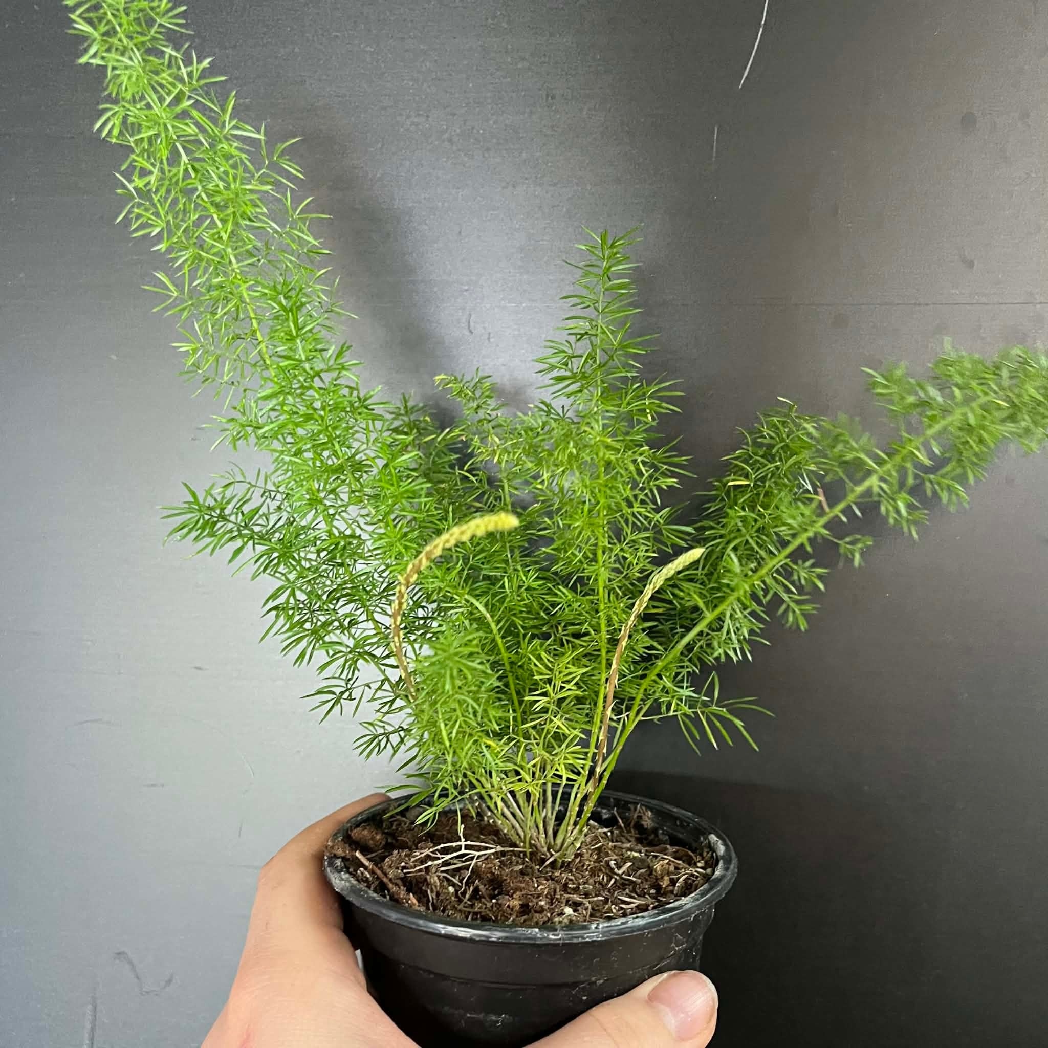 Magazoo Plante Asparagus Densiflorus 'Meyersii' | Fougère Foxtail 9cm