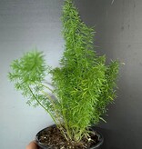 Magazoo Asparagus Densiflorus 'Meyersii' Plant | Foxtail Fern