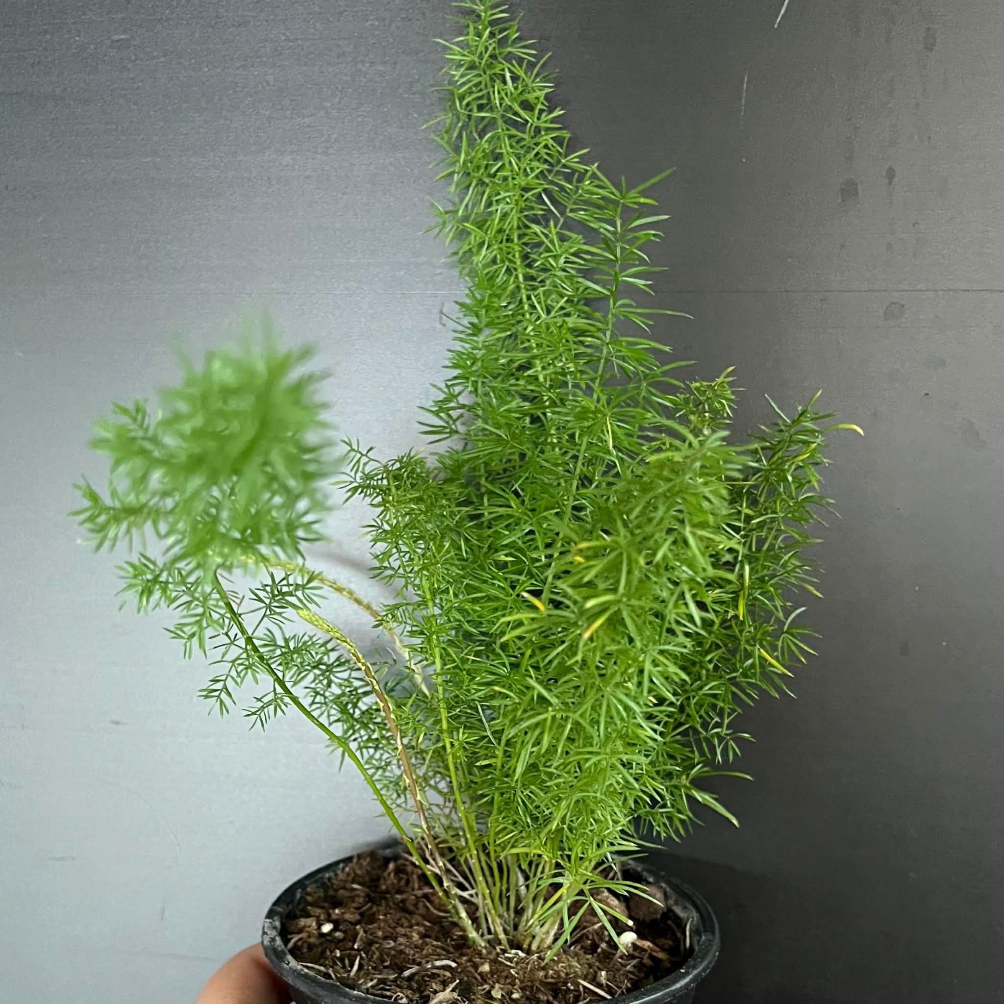 Magazoo Asparagus Densiflorus 'Meyersii' Plant | Foxtail Fern
