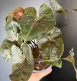 Magazoo Plante Syngonium Podophyllum 'Merry Maria'