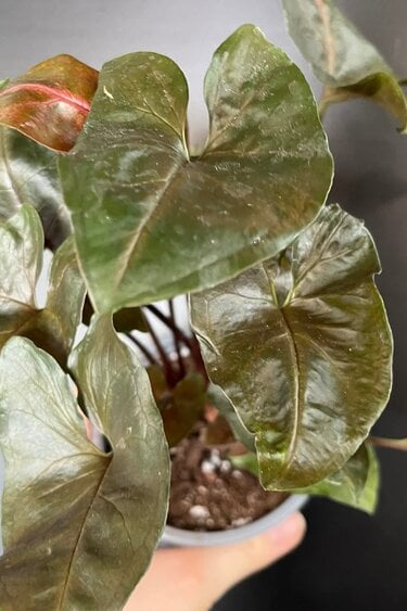Magazoo Syngonium Podophyllum 'Merry Maria' Plant