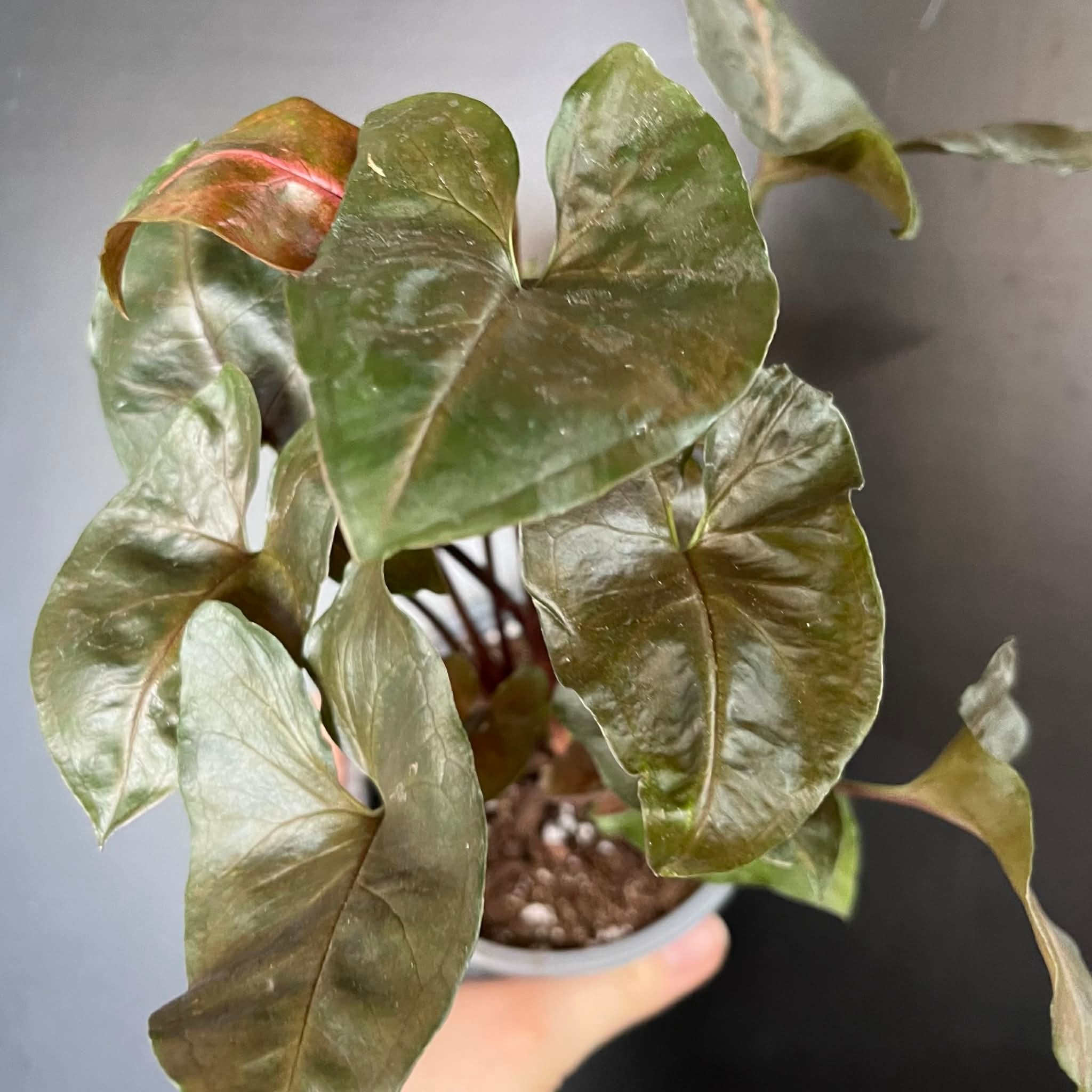 Magazoo Plante Syngonium Podophyllum 'Merry Maria'