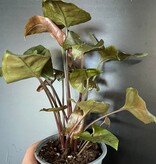 Magazoo Plante Syngonium Podophyllum 'Merry Maria'