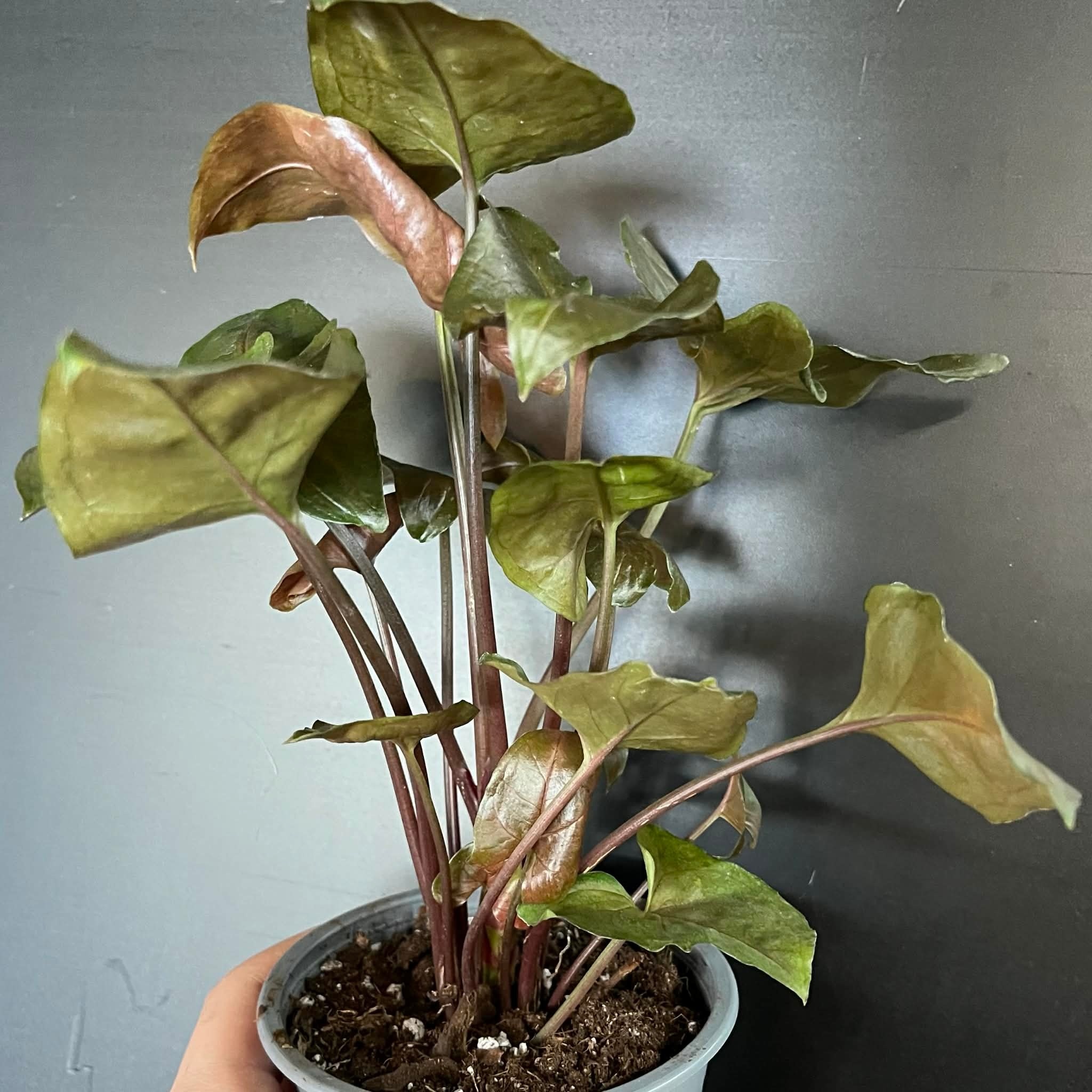 Magazoo Plante Syngonium Podophyllum 'Merry Maria'