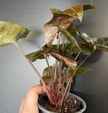 Magazoo Plante Syngonium Podophyllum 'Merry Maria'