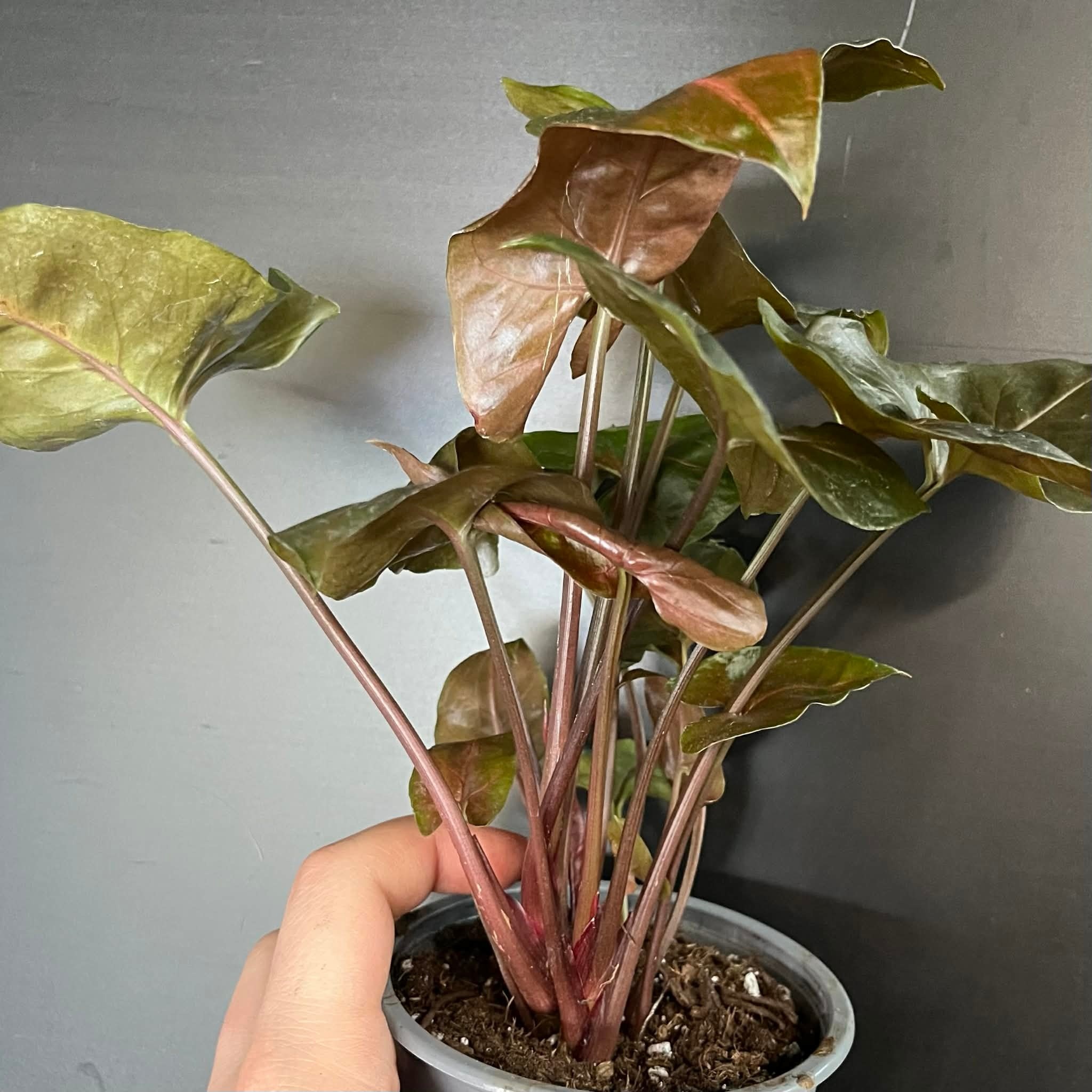 Magazoo Plante Syngonium Podophyllum 'Merry Maria'