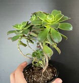 Magazoo Plante Aeonium arboreum 'Kiwi'