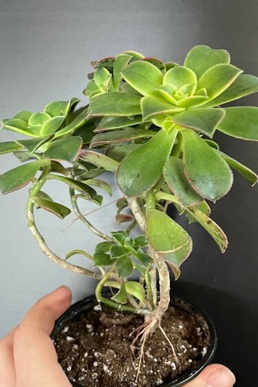 Magazoo Aeonium arboreum 'Kiwi' plant