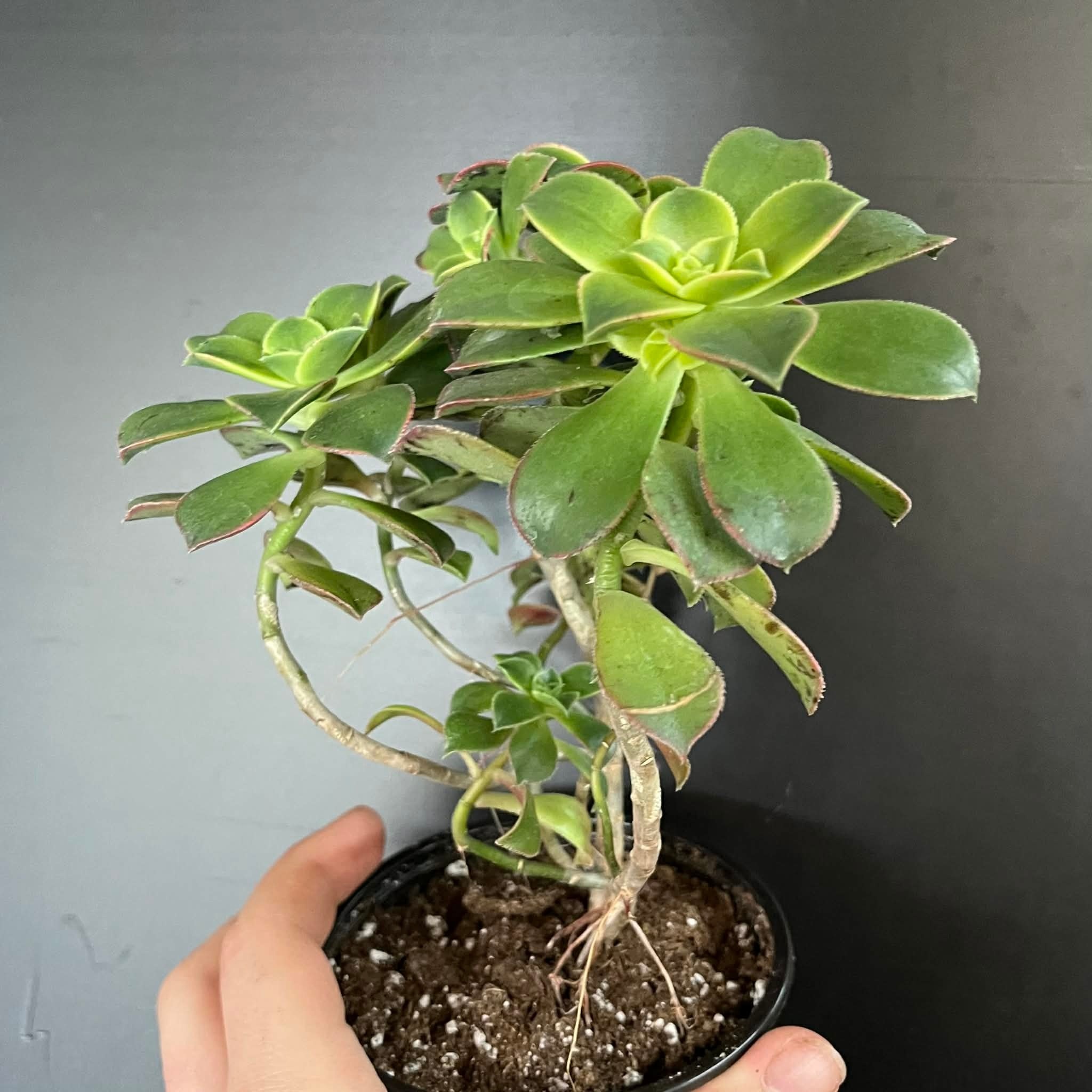 Magazoo Plante Aeonium arboreum 'Kiwi'
