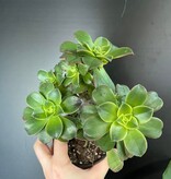 Magazoo Plante Aeonium arboreum 'Kiwi'