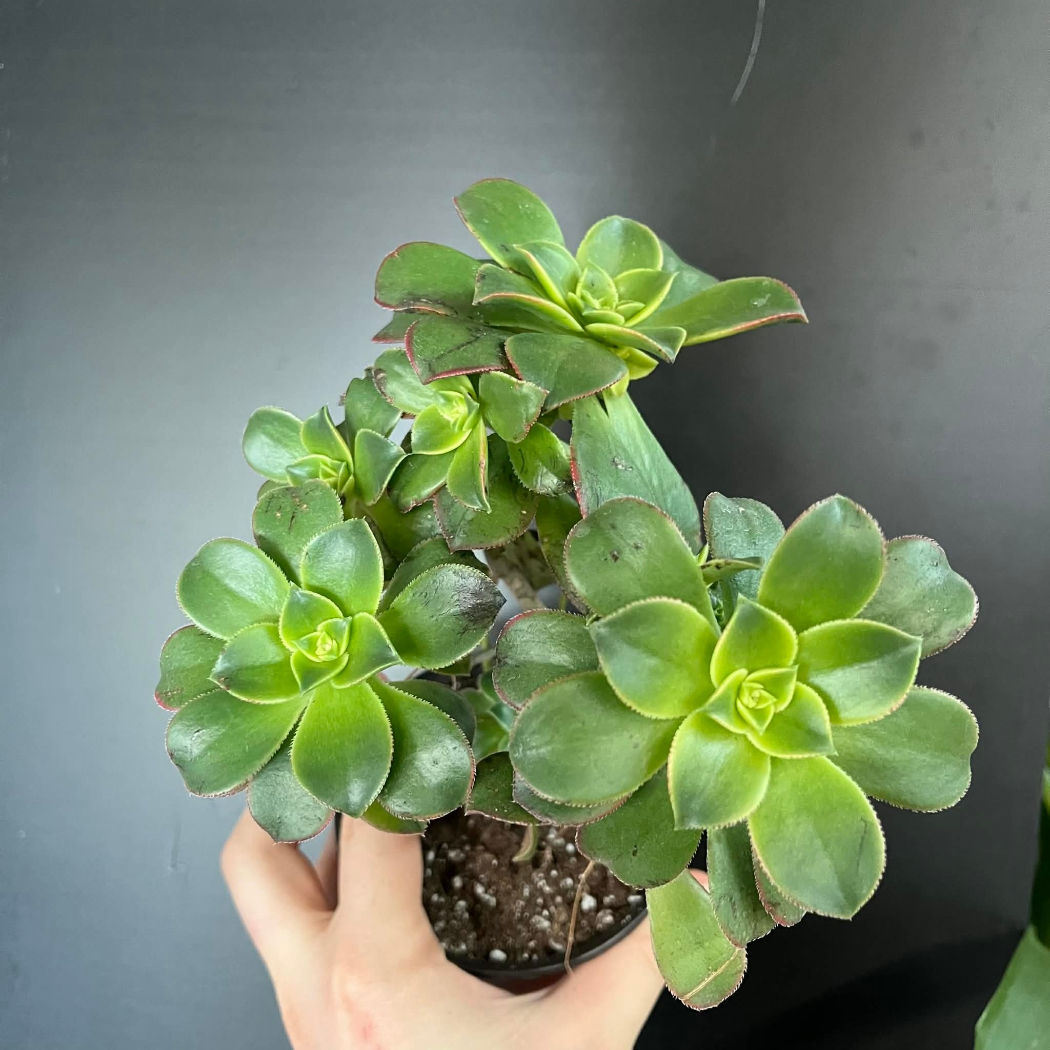 Magazoo Plante Aeonium arboreum 'Kiwi'
