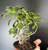Magazoo Plante Aeonium arboreum 'Kiwi'