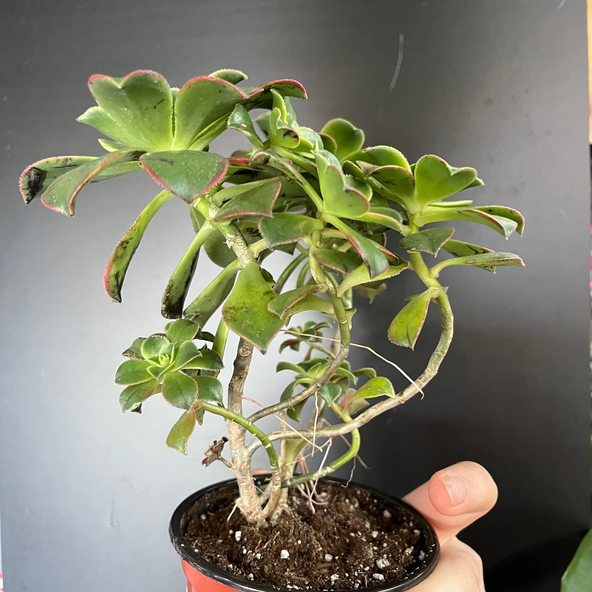 Magazoo Plante Aeonium arboreum 'Kiwi'