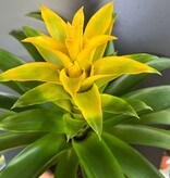 Magazoo Colorful Bromeliads Plant  - 15 cm (Yellow)