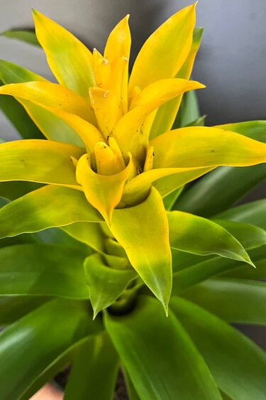 Magazoo Plante Broméliacées Colorées - 15 cm (Jaune)