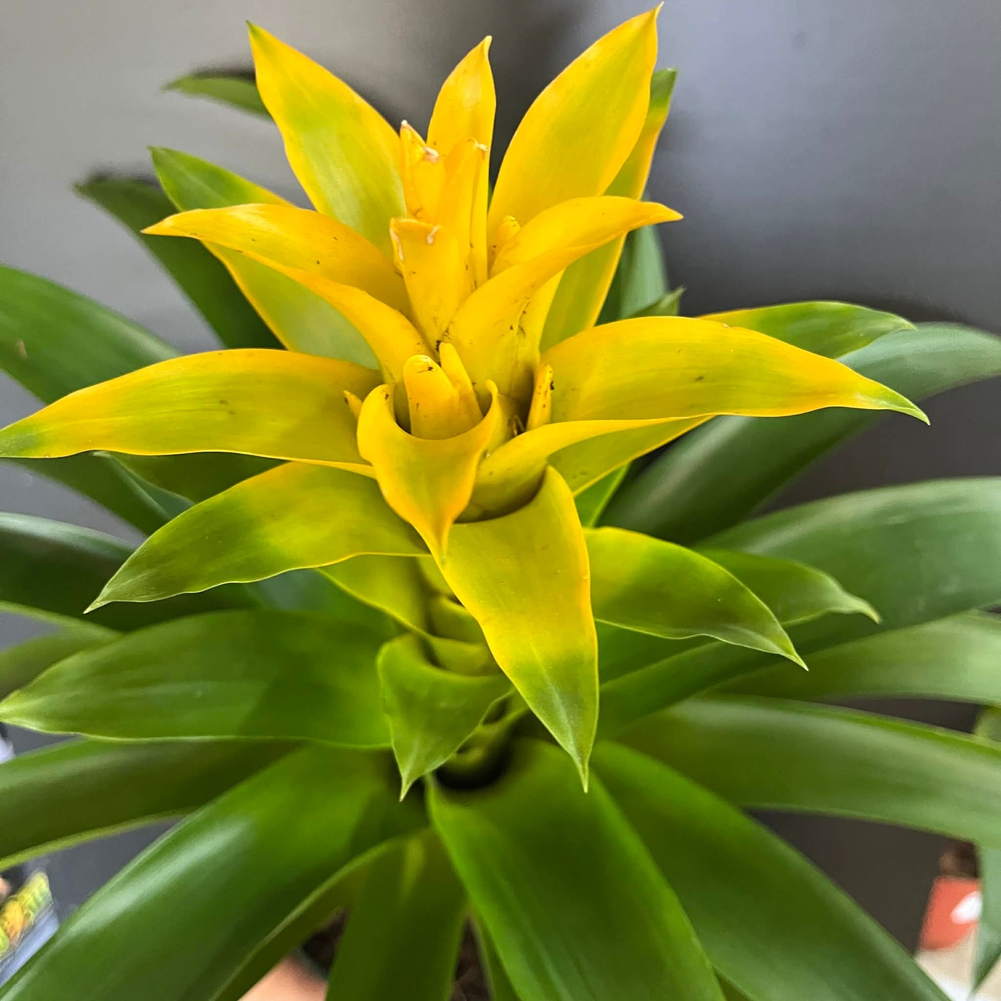 Magazoo Colorful Bromeliads Plant  - 15 cm (Yellow)