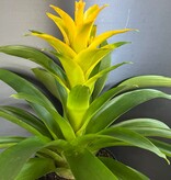 Magazoo Colorful Bromeliads Plant  - 15 cm (Yellow)
