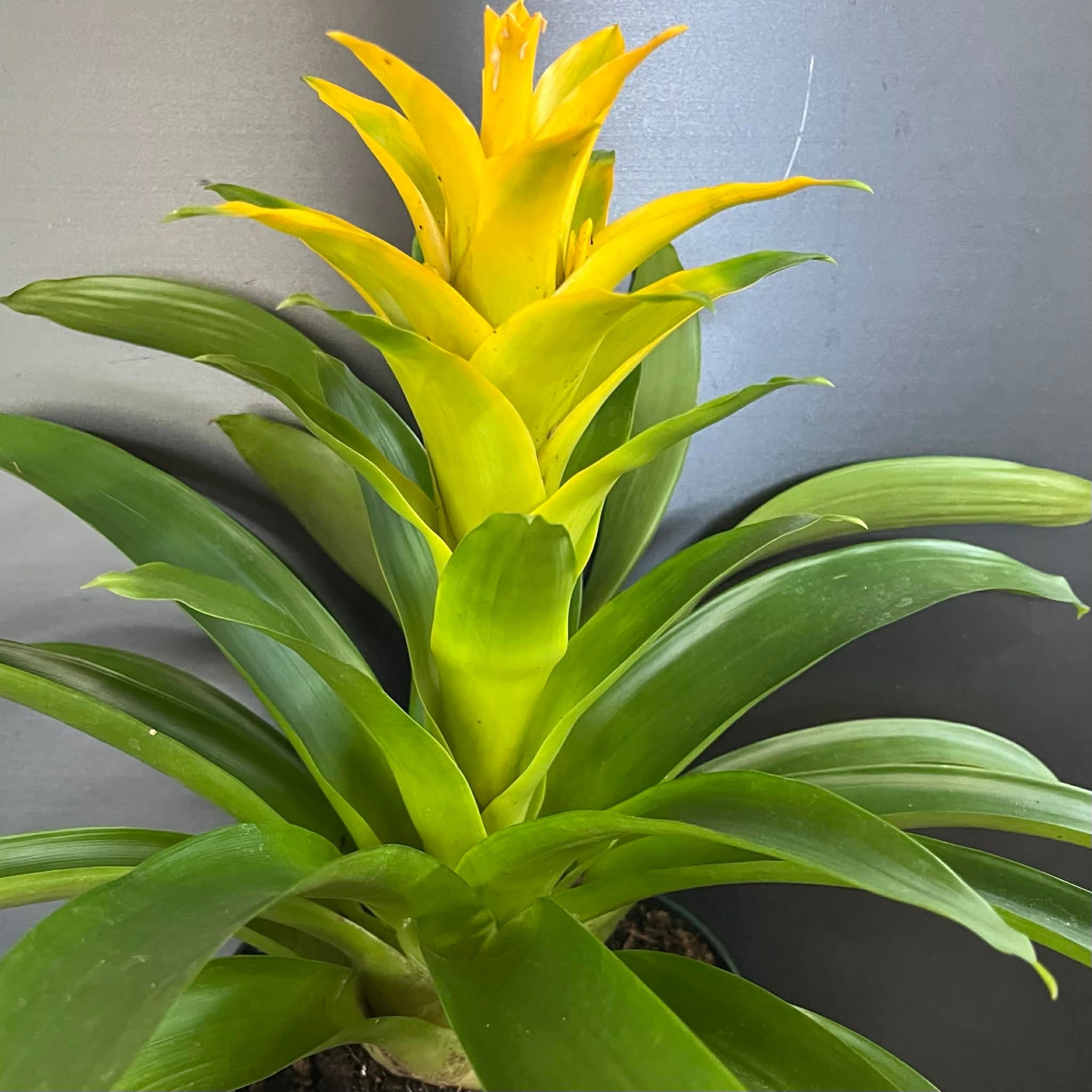 Magazoo Colorful Bromeliads Plant  - 15 cm (Yellow)
