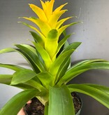 Magazoo Colorful Bromeliads Plant  - 15 cm (Yellow)