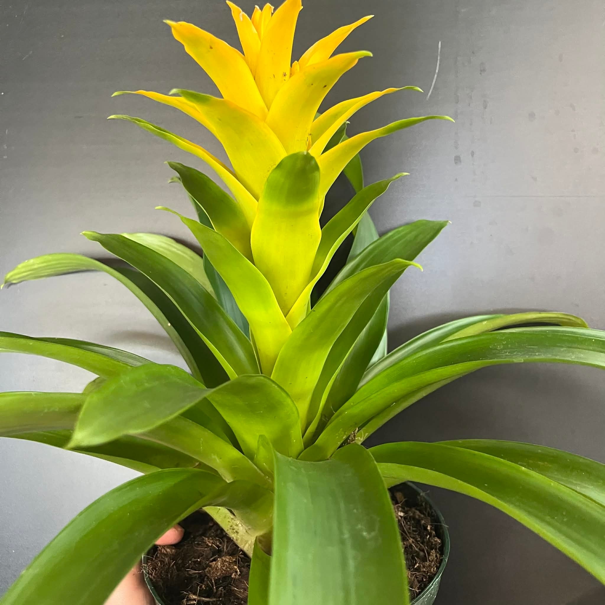 Magazoo Colorful Bromeliads Plant  - 15 cm (Yellow)