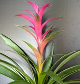 Magazoo Broméliacées Colorées Plant - 15 cm (Fushia)